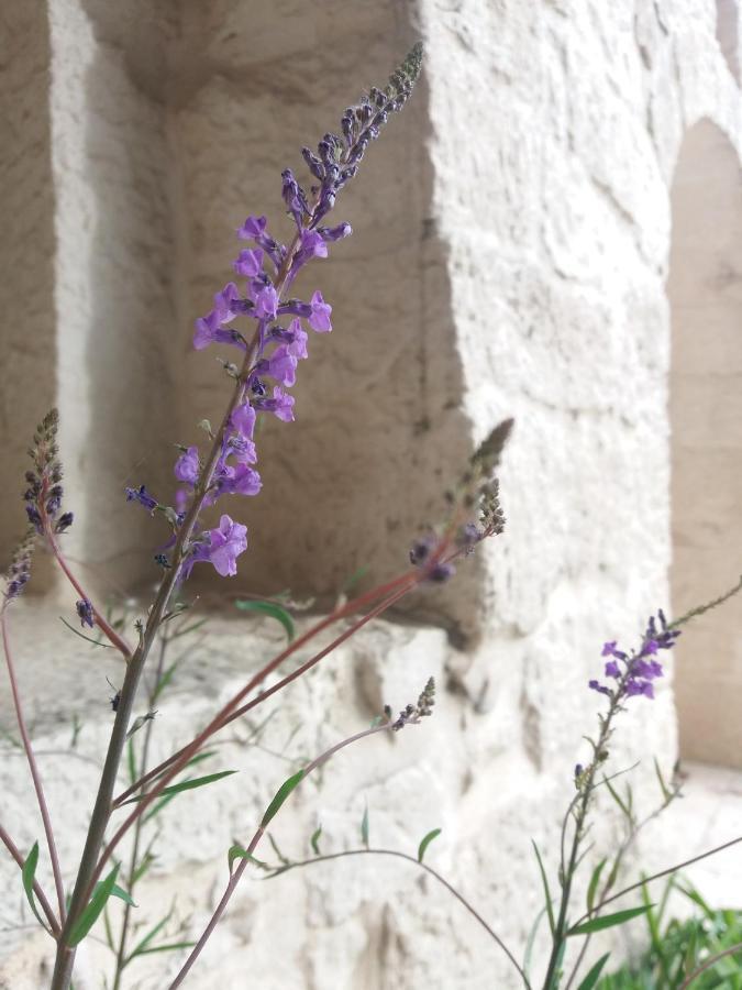 Trulli Di Puglia - Casa Vacanze In Valle D'Itria มาร์ตินาฟรังกา ภายนอก รูปภาพ